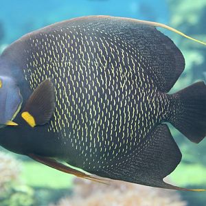 French Angelfish