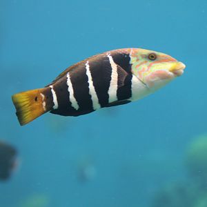 Banded Thicklip