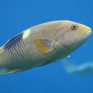 Goldspot Hogfish (subadult)