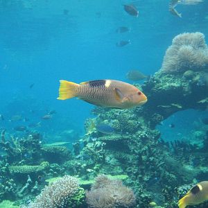 Goldspot Hogfish (subadult)