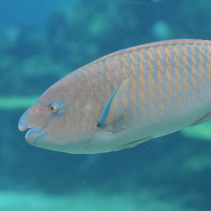 Blue-barred ParrotFish (initial phase)