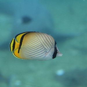 Vagabond Butterflyfish
