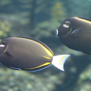 White-cheeked Surgeonfish