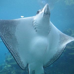 White-spotted Eagle Ray