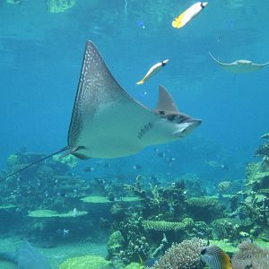 White-spotted Eagle Ray