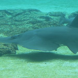 White-spotted Guitarfish