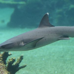 Whitetip Reef Shark