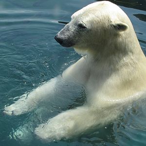 One of the Female Bear Relaxes