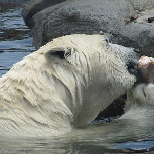 The Other One Eats her Treat