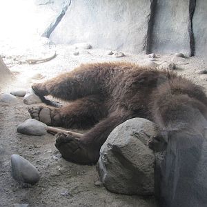Den for the Brown Bear