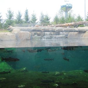 Center Window of the Brown Bear Pool.