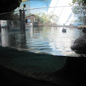 Manatee Tank