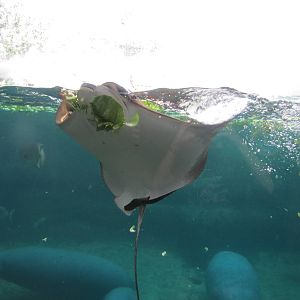 Stingray