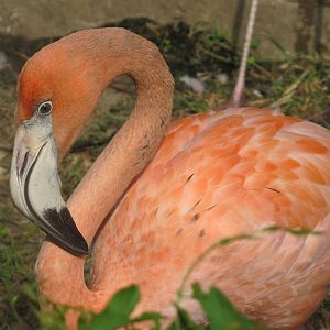 Caribbean Flamingo