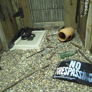 Creative Snake Enclosure