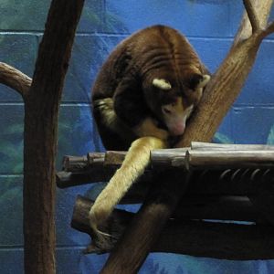 Tree Kangaroo!