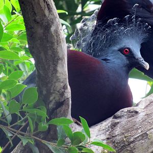 Victoria Crowned Pigeon.