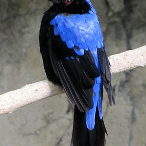 Asian Fairy Bluebird