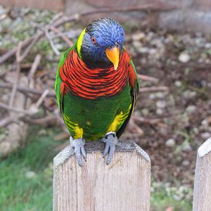 One of the loud, scary Lorikeets