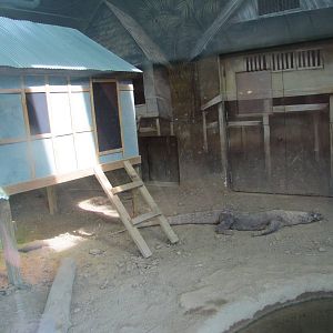 Komodo Dragon Exhibit