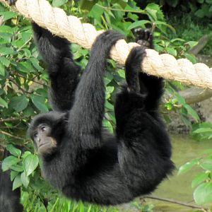 Baby Siamang
