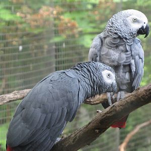 African Gray Parrots