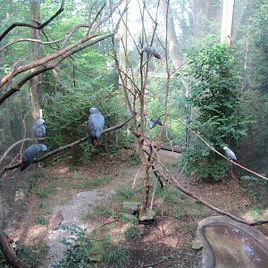 African Gray Parrot exhibit