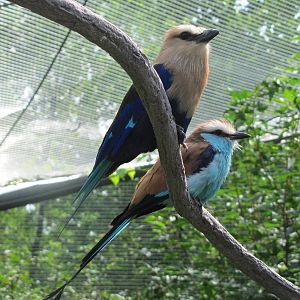 Blue-Bellied Roller & Racket Tailed Roller