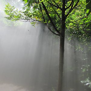 Walk into the mist...