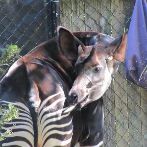 Okapi
