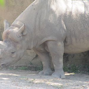 Male Black Rhino