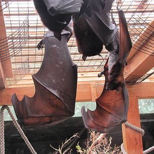 Flying Foxes