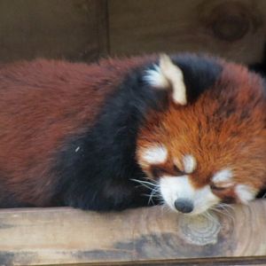 Red Panda