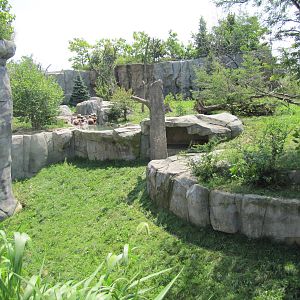 Amur Tiger Exhibit