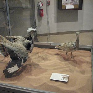 Archives of Falconry - Houbara Bustard