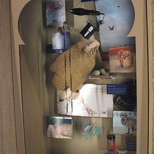 Archives of Falconry - Houbara Bustard Display