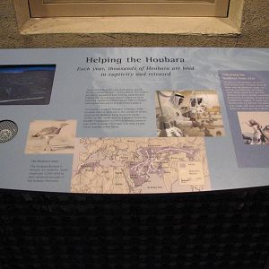 Archives of Falconry - Houbara Bustard Sign
