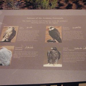 Archives of Falconry - Falconry in Arabia