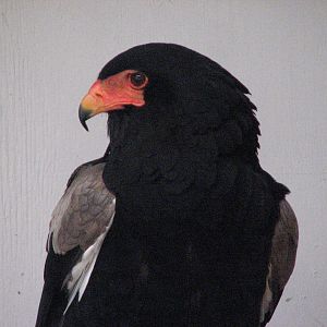 Bateleur