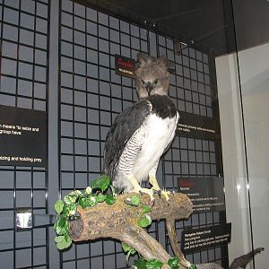 Visitor Center - Mounted Harpy Eagle