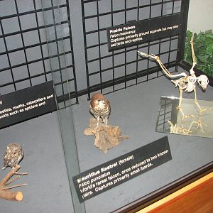 Visitor Center - Mounted Mauritius Kestrel