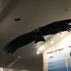 Visitor Center - Mounted Andean Condor