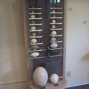 Visitor Center - Discovery Room Egg Display