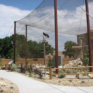 Condor Cliffs - California Condor