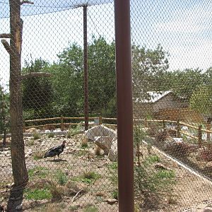 Condor Cliffs - California Condor