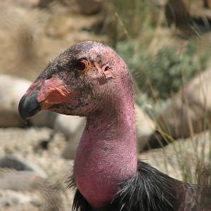 Condor Cliffs - California Condor