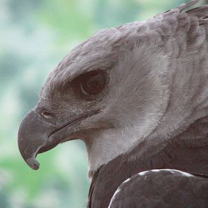 Visitor Center - Harpy Eagle