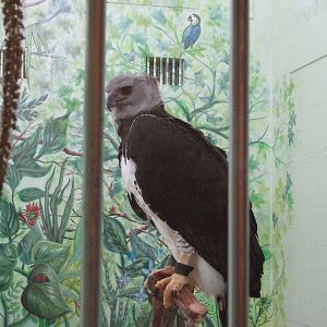 Visitor Center - Harpy Eagle