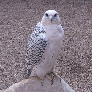 Visitor Center - Gyrfalcon