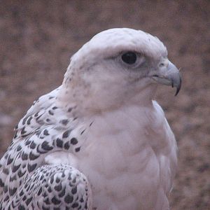 Visitor Center - Gyrfalcon